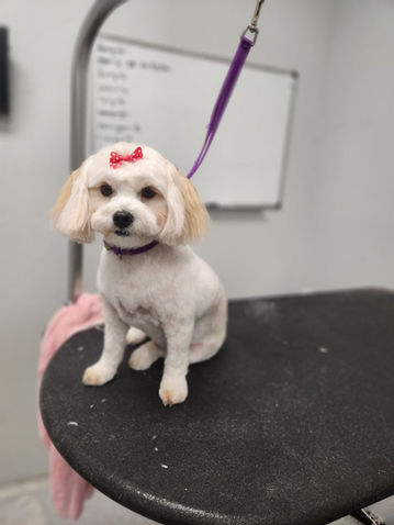 Small groomed dog with red bow on head