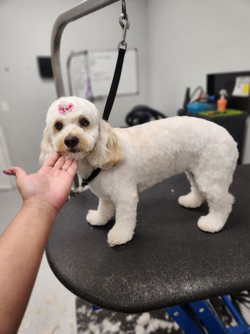 Groomed dog with pink heart on head, hand near face