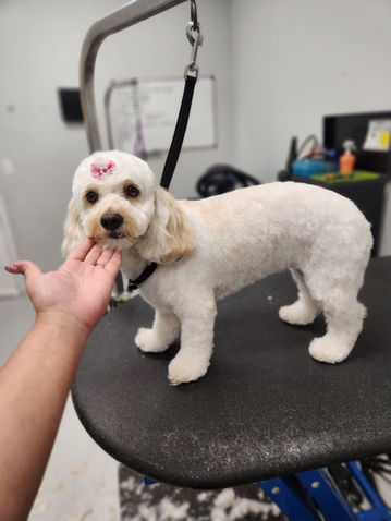 Groomed dog with pink heart on head, hand near face
