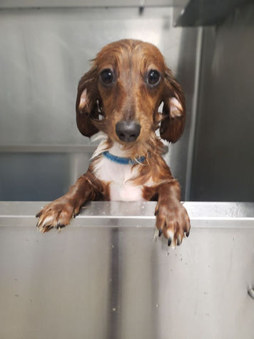 Wet dachshund in tub