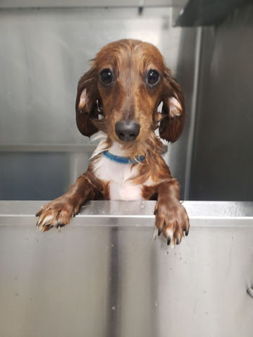 Wet dachshund in tub