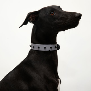 hound collars