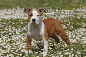 amstaff.jpeg