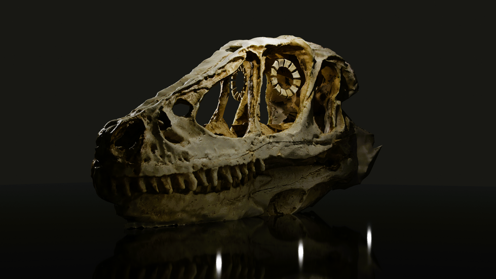 Deinonychus Skull 3.png