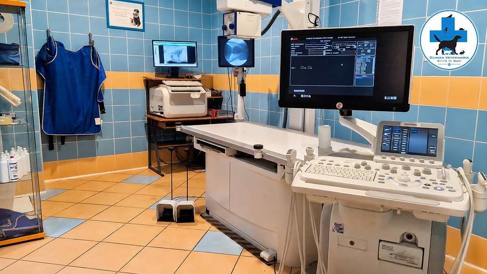 Ecografie e Radiografie