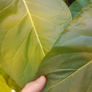 Amélioration du contenu phytochimique
