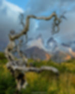 Dead Tree in Blue - Torres del Paine-0883