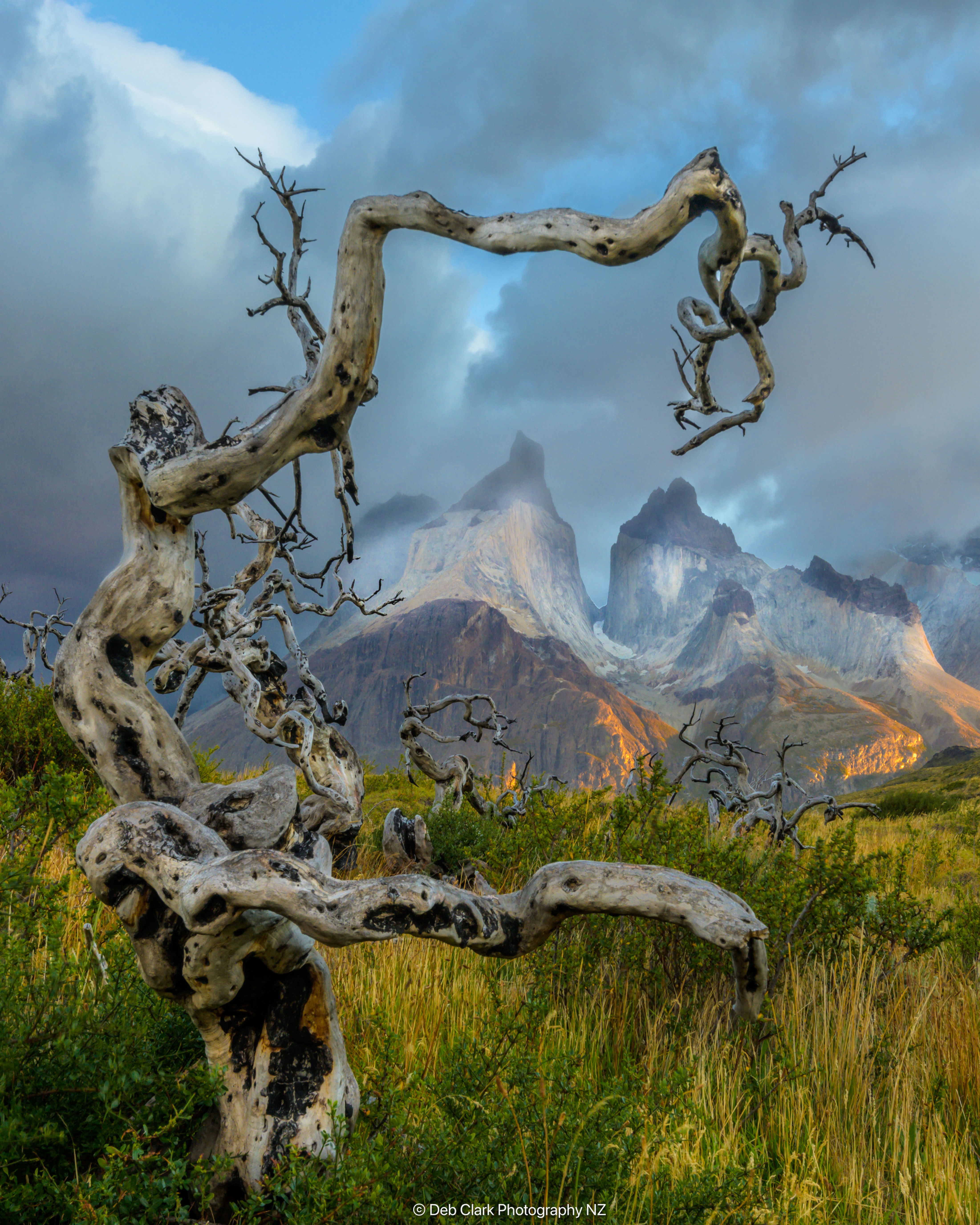 Blue sky and dead tree Torres del Paine, Patagonia