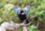 Thumbnail: New Zealand Tui