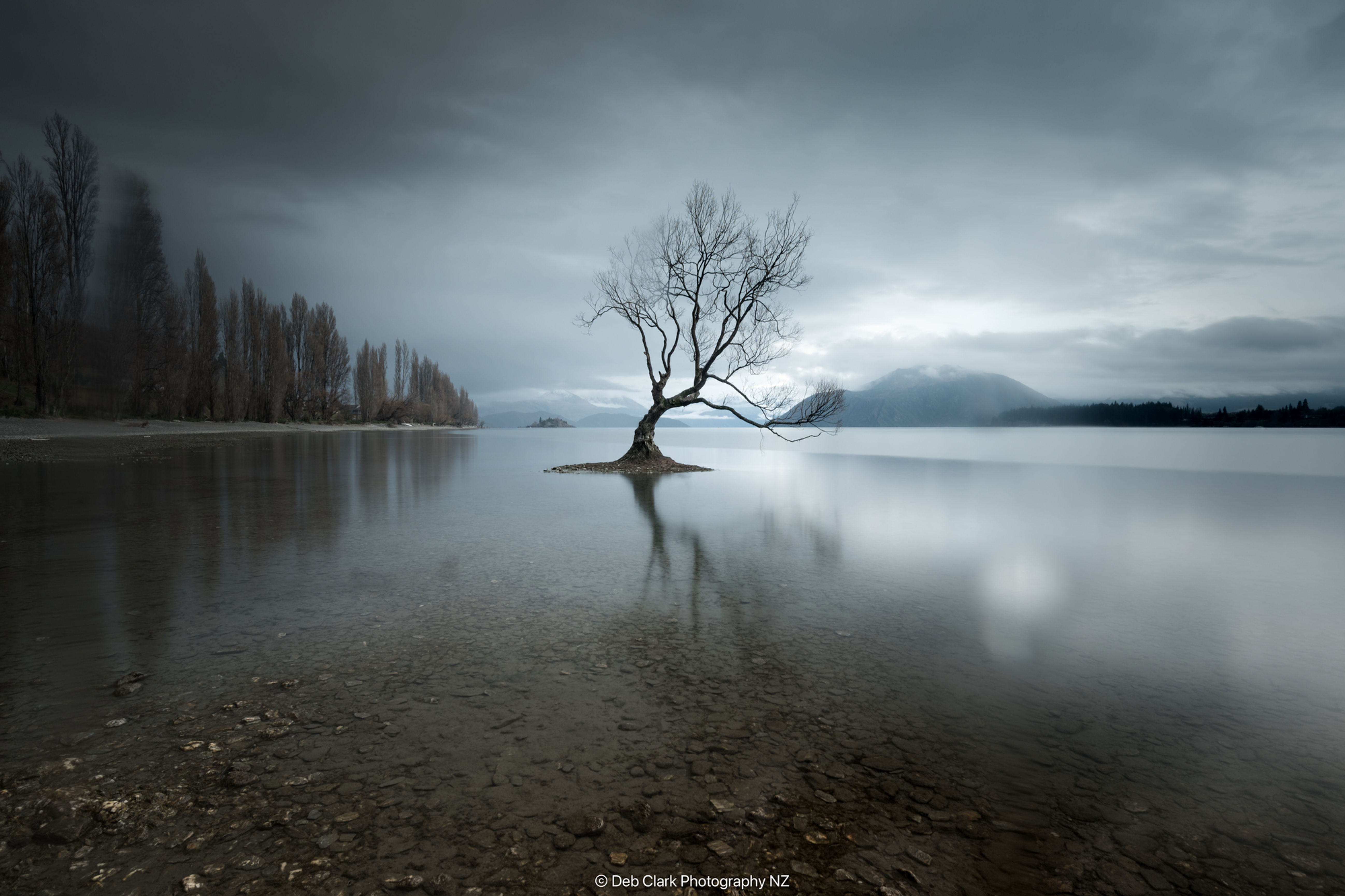 Wanaka tree reflections