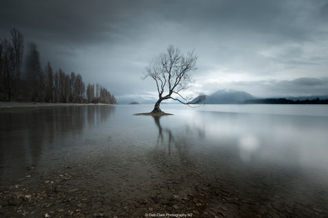 Wanake, Tree, Grey Tree, Otago, New Zealand, Reflection, trees and lakes