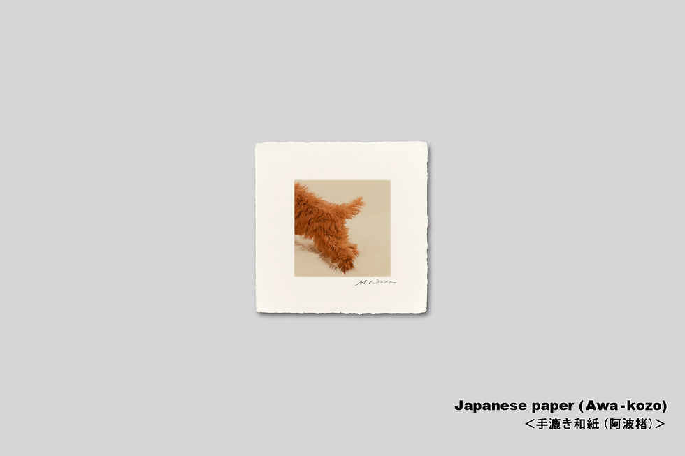サムネイル： 手漉き和紙,写真,犬,仔犬,ペット,トイプードル,尻尾,インテリアフォト,かわいい,アートフレーム,正方形,和室,壁掛け,壁飾り,装飾,オリジナルプリント,フォトフレーム,プレゼント