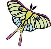 butterfly.png