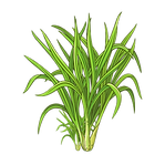 lemongrass.png