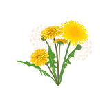 Dandelion.png
