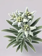 A highly realistic depiction of the Edelweiss plant (Leontopodium alpinum), showcasing its star-shaped white flowers with yellow centers and woolly green leaves.