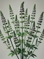 Hyper-realistic image of Verbena officinalis (vervain plant), showcasing its slender stems, narrow green leaves, and delicate clusters of small purple flowers, fully visible against a plain background.