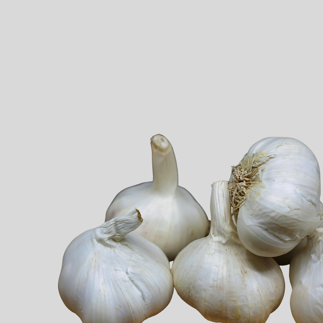 Garlic