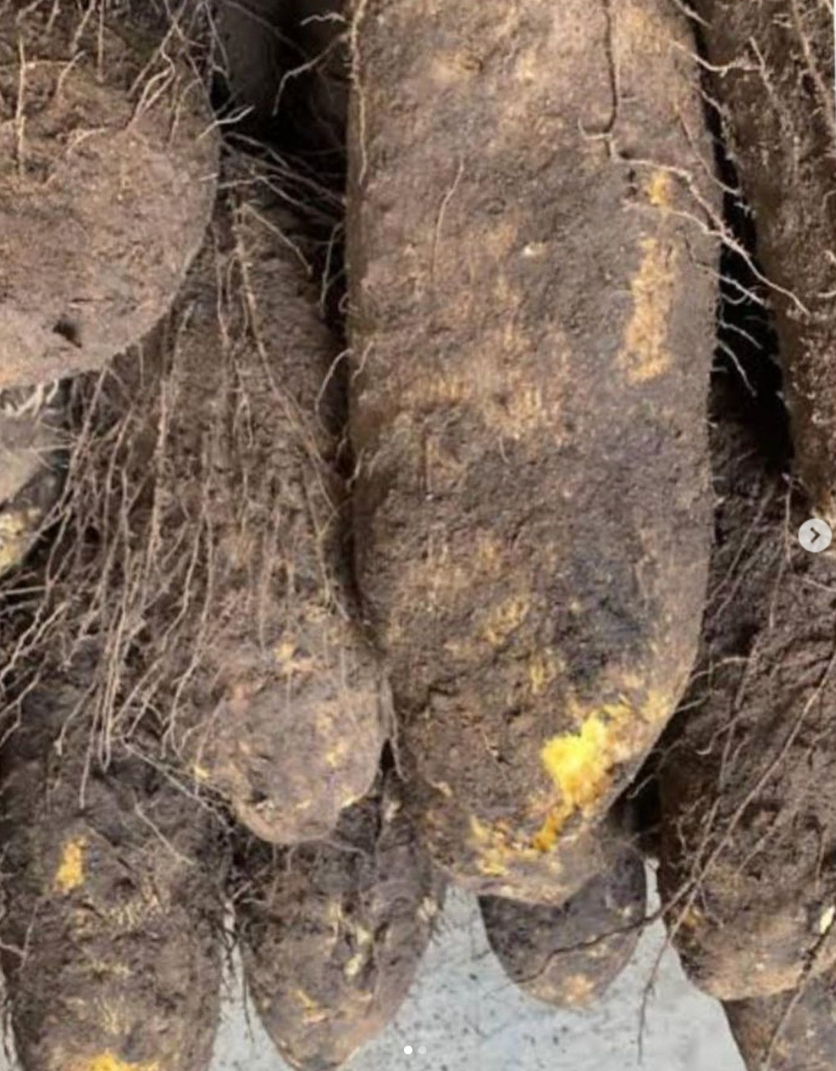 Yam (Medium) Benue per kg