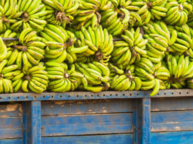 Thumbnail: Banana (BUNCH)
