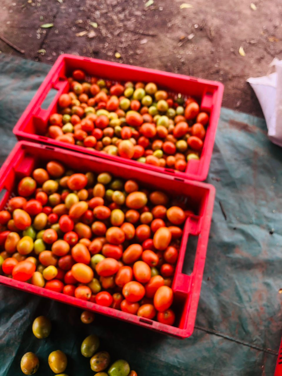 Just Harvested Tomato