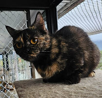 SEKMETH ZALIU OFF LUAMAR.  MATRIZ.jpeg