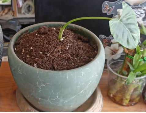 From One Leaf to a Lush Bloom: Garden Corner’s Amazing uTerra Transformation