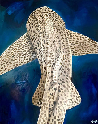 Leopard shark