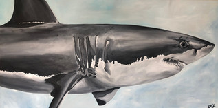 Umberto the Shark