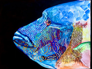 Napoleon the Wrasse
