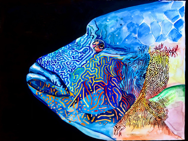 Napoleon the Wrasse