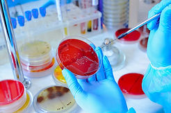 MICROBIOLOGIA.jpg