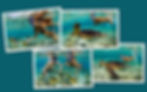 Swimming with the turtles