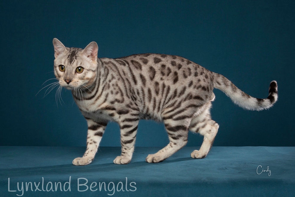 Silver bengal cat genetic