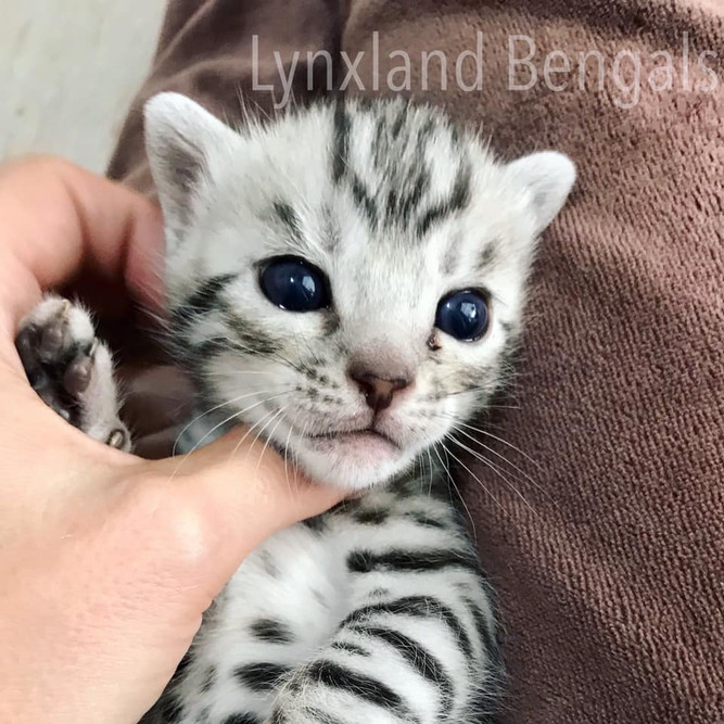 silver kitten for sale