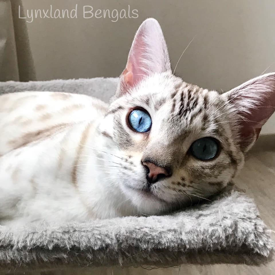 Silver bengal cat genetic