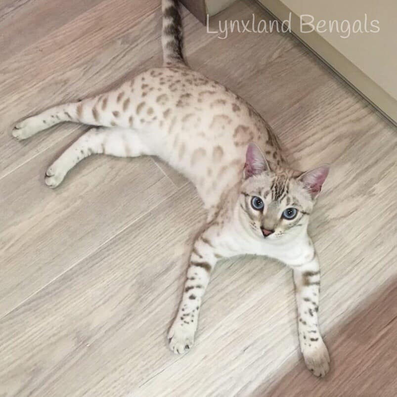 Silver bengal cat