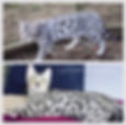 Silver bengal cat breeder pair in Lynxland Bengals