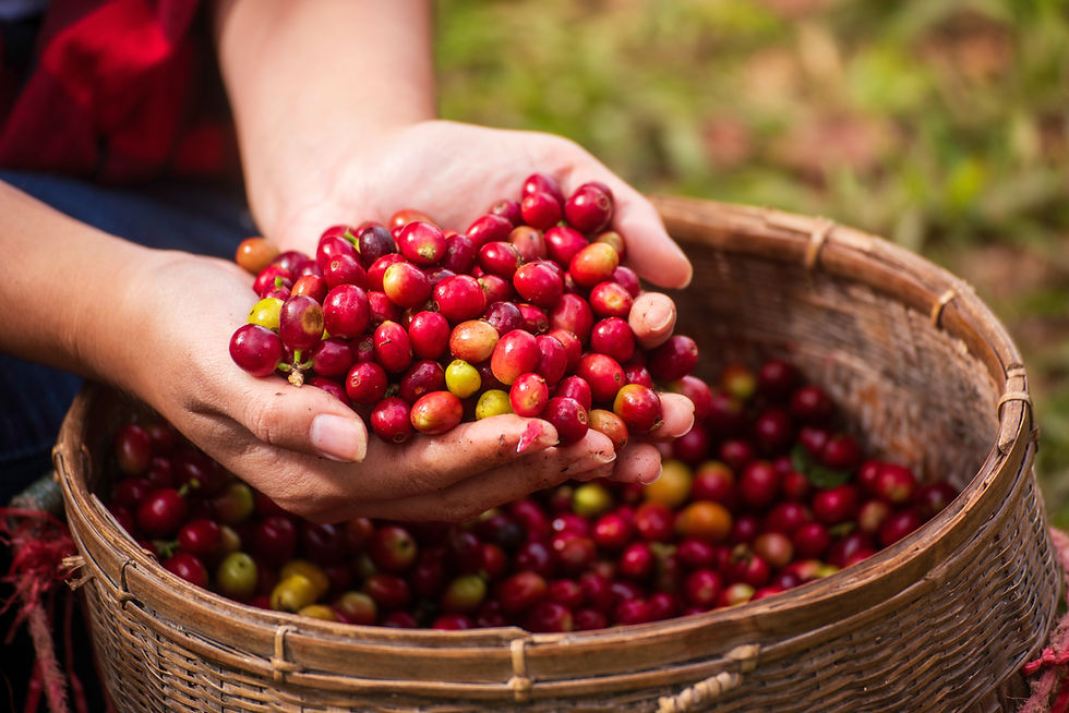 Ellerin sepette kırmızı tohum topladığı yakın çekim: Robusta arabica kahve bitkisi çiftliği, kahve bitkisi çiftliği.