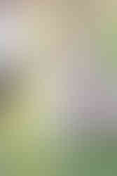 Atlanta Lifestyle Family Photographer