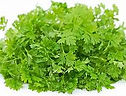 CHERVIL 1.jpg