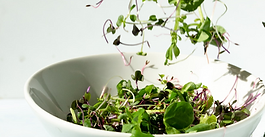 Nourish