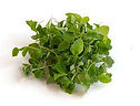 ARUGULA.jpg