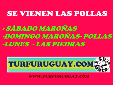 SE VIENEN LAS POLLAS 2020CARRERAS DEL 29 AL 31 EN www.turfuruguay.com