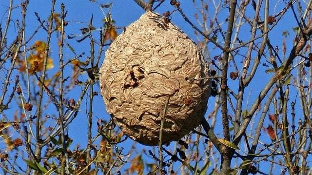 frelon asiatique nuisible a identifier