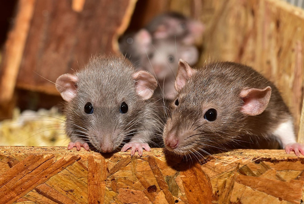 intervention dératisation rats souris Ille-et-Vilaine