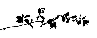 stock-vector-silhouette-of-spring-twig-w