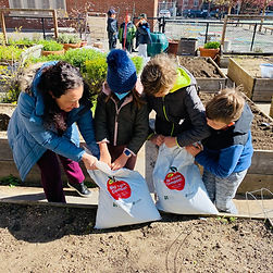 Students Gardening with Ms. Reres