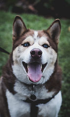 Alaskan Malamute