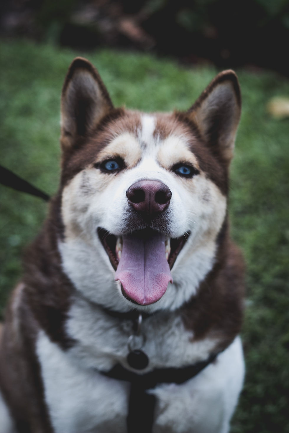 A Happy Dog